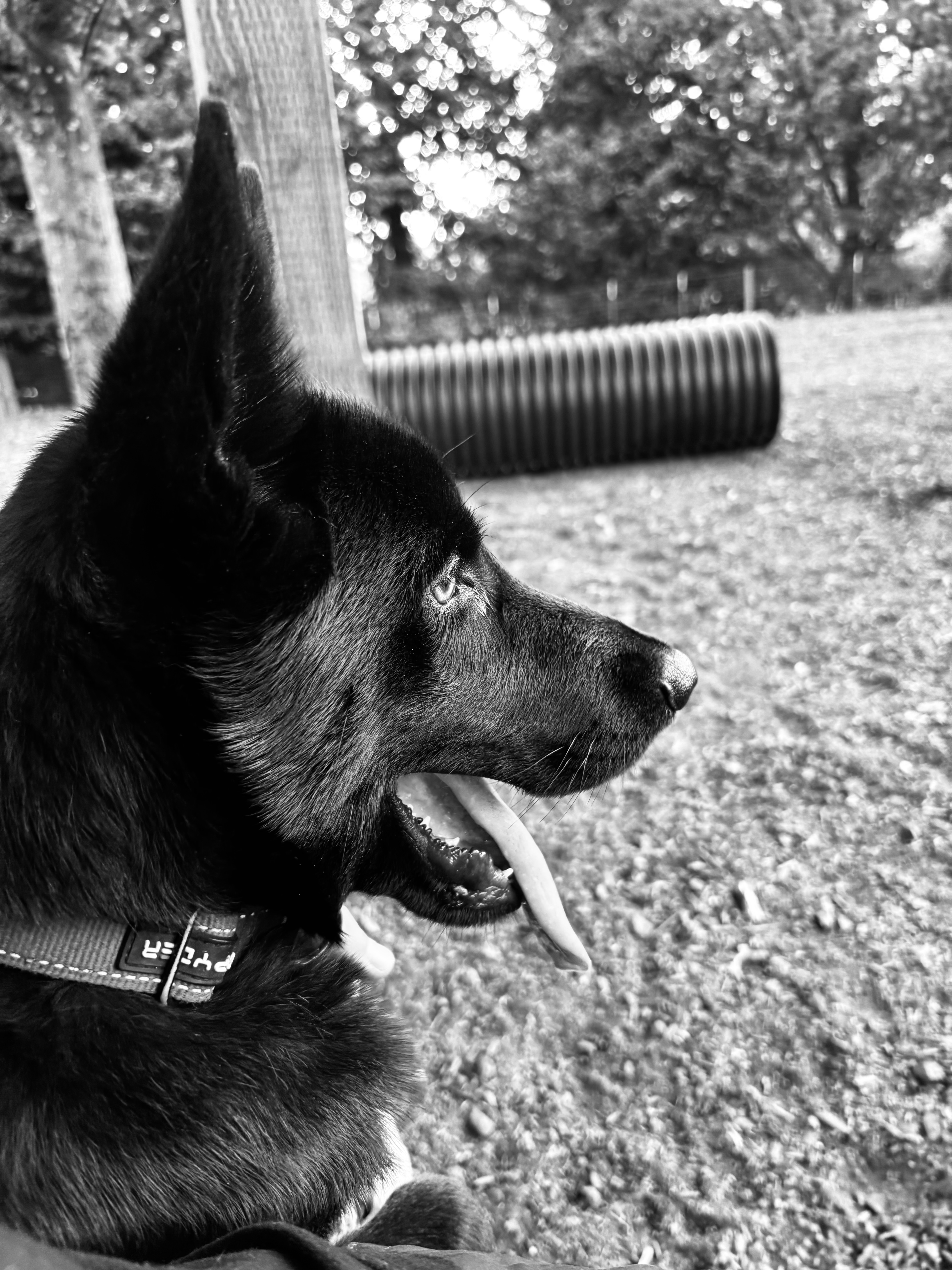 Baldur, the dog who inspired the creation of GhostWrite Studios.